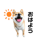 芝犬そら（個別スタンプ：3）