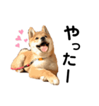芝犬そら（個別スタンプ：4）