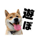 芝犬そら（個別スタンプ：5）