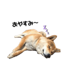 芝犬そら（個別スタンプ：11）