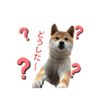 芝犬そら（個別スタンプ：12）