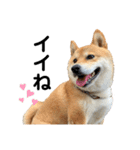 芝犬そら（個別スタンプ：13）