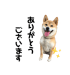 芝犬そら（個別スタンプ：14）