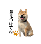 芝犬そら（個別スタンプ：17）