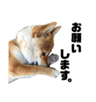 芝犬そら（個別スタンプ：18）
