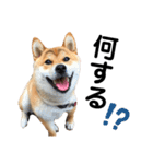 芝犬そら（個別スタンプ：19）