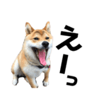 芝犬そら（個別スタンプ：22）