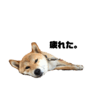芝犬そら（個別スタンプ：23）