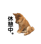 芝犬そら（個別スタンプ：24）