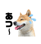 芝犬そら（個別スタンプ：25）
