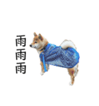 芝犬そら（個別スタンプ：29）