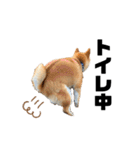 芝犬そら（個別スタンプ：30）