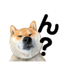 芝犬そら（個別スタンプ：32）