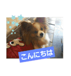 ぱぴぱぴパピヨン3（個別スタンプ：1）