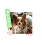ぱぴぱぴパピヨン3（個別スタンプ：6）