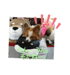 ぱぴぱぴパピヨン3（個別スタンプ：10）