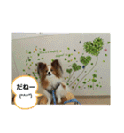 ぱぴぱぴパピヨン3（個別スタンプ：12）