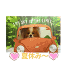 ぱぴぱぴパピヨン3（個別スタンプ：16）