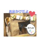 ぱぴぱぴパピヨン3（個別スタンプ：17）