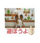 ぱぴぱぴパピヨン3（個別スタンプ：19）