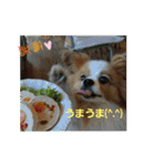 ぱぴぱぴパピヨン3（個別スタンプ：20）