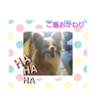 ぱぴぱぴパピヨン3（個別スタンプ：22）