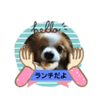 ぱぴぱぴパピヨン3（個別スタンプ：23）