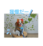 ぱぴぱぴパピヨン3（個別スタンプ：24）