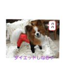 ぱぴぱぴパピヨン3（個別スタンプ：29）