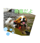 ぱぴぱぴパピヨン3（個別スタンプ：30）
