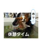 ぱぴぱぴパピヨン3（個別スタンプ：31）