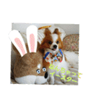 ぱぴぱぴパピヨン3（個別スタンプ：33）