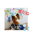 ぱぴぱぴパピヨン3（個別スタンプ：34）