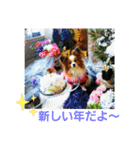 ぱぴぱぴパピヨン3（個別スタンプ：40）