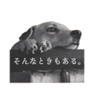 田中 そら(6)（個別スタンプ：17）