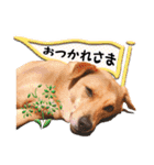 田中 そら(6)（個別スタンプ：22）