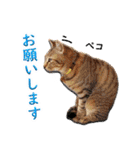 田中 そら(6)（個別スタンプ：24）