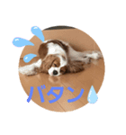 なーちゃんよろしく（個別スタンプ：8）