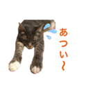 うちのネコ みーちゃん（個別スタンプ：2）