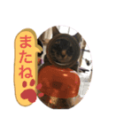 うちのネコ みーちゃん（個別スタンプ：7）
