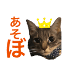 うちのネコ みーちゃん（個別スタンプ：12）