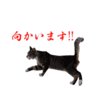 独り大喜利の漫画スタンプ（個別スタンプ：8）