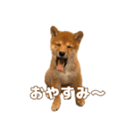 豆柴おあげスタンプ 第一弾（個別スタンプ：3）