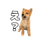 豆柴おあげスタンプ 第一弾（個別スタンプ：7）