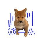 豆柴おあげスタンプ 第一弾（個別スタンプ：8）