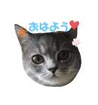 こねこのJin君（個別スタンプ：1）