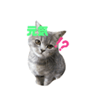 こねこのJin君（個別スタンプ：3）