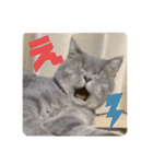 こねこのJin君（個別スタンプ：5）