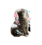 こねこのJin君（個別スタンプ：14）