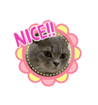 こねこのJin君（個別スタンプ：17）